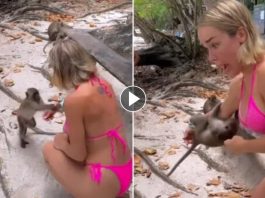 Model Emmy Russ, 24, Mengalami Serangan Dua Monyet Saat Berbikini